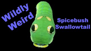 Surprisingly Strange Spicebush Swallowtail [upl. by Scheer]