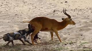 best nat geo documentary Impala Eaten alive by Wild Dogs [upl. by Dichy103]