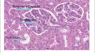 Histology of the Kidney [upl. by Eicnarf]