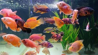 Exotic Fish at Austin Aquatic Aquarium Fish Shop [upl. by Nasya]