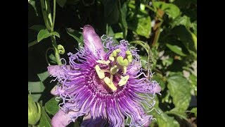 Passion Flower Identification Tincture amp Tea Preparation [upl. by Miran]