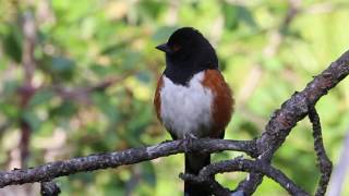 Spotted Towhee Singing A Song [upl. by Anovad278]