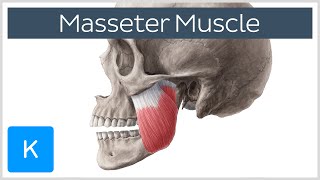 Masseter Muscle Origin Insertion Innervation amp Function  Anatomy  Kenhub [upl. by Tamberg]