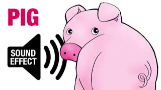 Pig Sound Effect  Oink [upl. by Ponton]