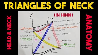 Triangles of Neck  Head amp Neck [upl. by Ilenna280]