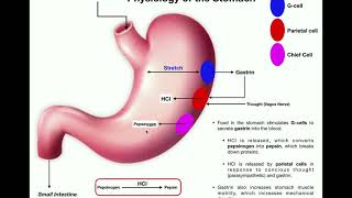 Anatomy amp Physiology of the Stomach [upl. by Gilmore]