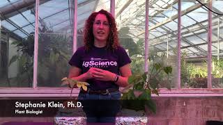 Nitrogen Deficiency Symptoms in Plants [upl. by Emilio]