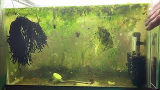 Scuds Daphnia Cherry Shrimp Copepods My aquatic food culture [upl. by Gwendolyn]