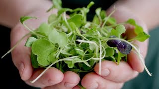 Microgreens What are They and Why use Them [upl. by Eisse364]