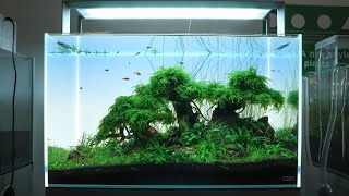 Aquascaping Tutorial Step by Step 60cm Bonsai Tree Planted Aquarium [upl. by Booker]