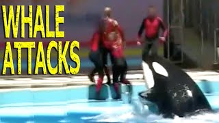 KILLER WHALE ATTACKS HELPLESS PERFORMER AT WATER PARK [upl. by Namso]