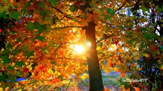 AUTUMN 2nd movement Antonio Vivaldi [upl. by Nnahs]