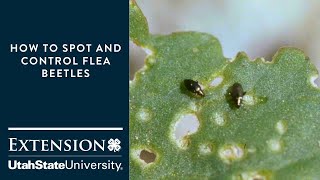 How to Spot and Control Flea Beetles [upl. by Lanni]