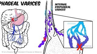 Mechanisms of Venous Return Animation [upl. by Manard270]