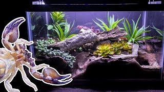 Naturalistic Burrowing Scorpion Vivarium [upl. by Yssirhc]