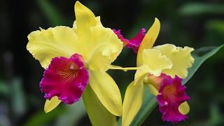 Growing and Repotting Cattleya Orchids [upl. by Norina]