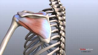 Shoulder Anatomy Animated Tutorial [upl. by Berardo]