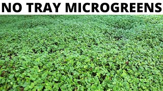 Youve NEVER Seen Microgreens Grown Like This [upl. by Euqinahc791]