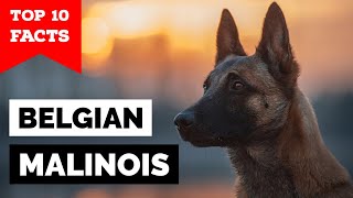 Belgian Malinois  Top 10 Facts [upl. by Betthezul61]