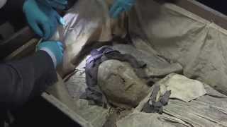 quotAstonishinglyquot wellpreserved 17th century mummy found [upl. by Assiled423]