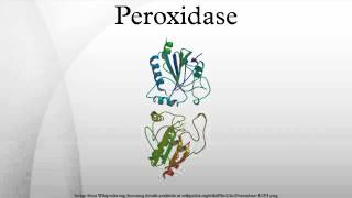 Peroxidase [upl. by Adnek492]