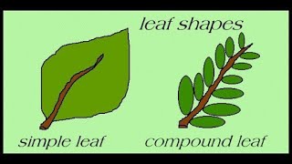 Types Of Leaves  Science For Kids  All About Plant Leaf [upl. by Aelram]