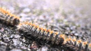 Pine Processionary Caterpillars PPC [upl. by Nahtnhoj]