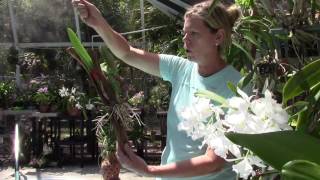 Cattleya Orchid Tips with Barb and Gary Murza [upl. by Salahi306]