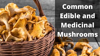 A Brief Guide to Common Edible Mushrooms [upl. by Hungarian]