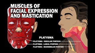 MUSCLES OF FACIAL EXPRESSION AND MASTICATION [upl. by Jud]