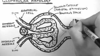 Renal Anatomy 3  Glomerular Histology [upl. by Gisella]