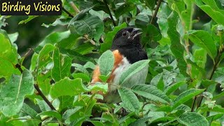 Eastern Towhee Song quotdrinkyourteaquot  Birds of Pennsylvania [upl. by Skurnik309]