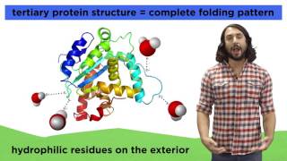 Protein Structure [upl. by Shewchuk520]