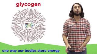 Carbohydrates Part 2 Polysaccharides [upl. by Nagle]