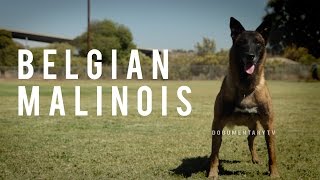 BELGIAN MALINOIS THE SHEPHERD WITH A PIT BULLS SPIRIT [upl. by Prince]