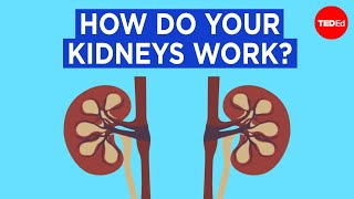 How do your kidneys work  Emma Bryce [upl. by Arelus]