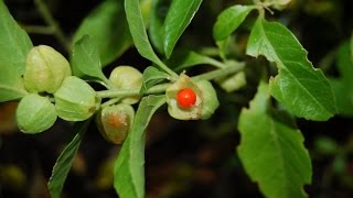 Ashwagandha or Withania somnifera  Medicinal Plant [upl. by Esdras]