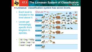 171 Linnaean system of classification [upl. by Wilcox]