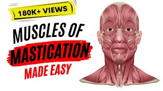 Muscles of mastication made easy [upl. by Ellehcar531]