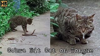 Cat First Got the Snake and Then the Snake Bit the Cat Watch What Venom Did to the Cat SnakeBite [upl. by Annol]