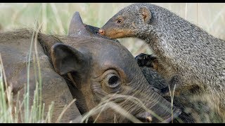 Robotic Warthog Groomed by Mongoose [upl. by Bushweller]