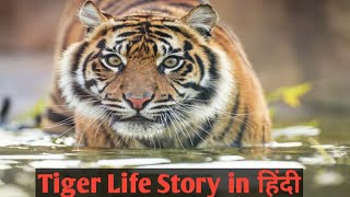 Tiger full life story in Hindi  Animal Planet Hindi [upl. by Edrahc]