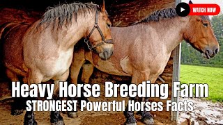 Heavy Horse Breeding Farm  STRONGEST Powerful Horses Facts [upl. by Yecies]