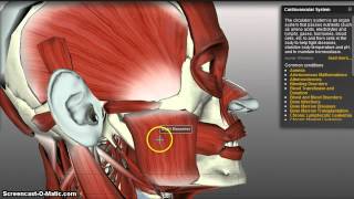 Muscles of Mastication [upl. by Witty]