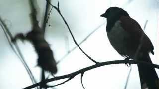 spotted towhee songs and calls [upl. by Anilahs]