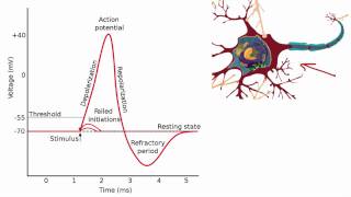 012 The Absolute and Relative Refractory Periods [upl. by Trimmer248]