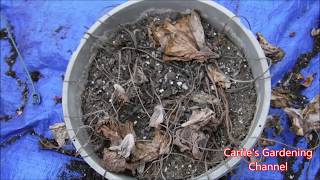 How To Store Caladium Bulbs For Winter [upl. by Zetrom994]