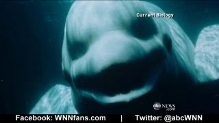 Beluga Whale Sounds Like a Human [upl. by Eedissac]