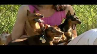 DOGS 101 Miniature Pinscher [upl. by Hacim]