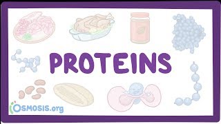 Proteins [upl. by Jael770]